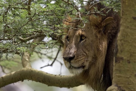African Lion (Panthera leo) male in tree, Lake Nakuru, Kenya