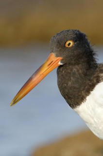 American Oystercatcher (Haematopus palliatus), Texas, USA
