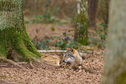 Two wolves in a wooded area, one standing and alert, the other playfully sitting on the ground,