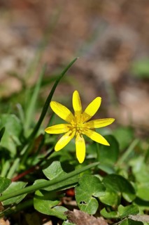 Lesser celandine (Ficaria verna), yellow flower, medicinal plant, close-up, early bloomer, spring,