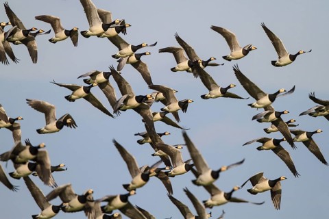 Barnacle Goose (Branta leucopsis) flying, Netherlands