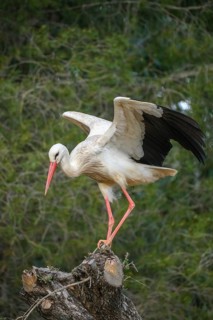 Rasmalho, Portimao, Algarve, Portugal - Stork colony, storks. The stork village near Rasmalho is