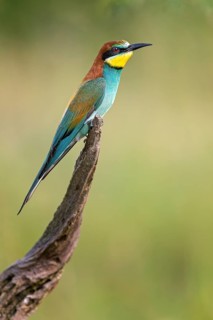 European Bee-eater (Merops apiaster) perched on a branch, Saxony-Anhalt, Germany