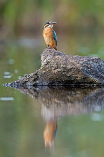 Common Kingfisher (Alcedo atthis) juvenile female, Saxony, Germany