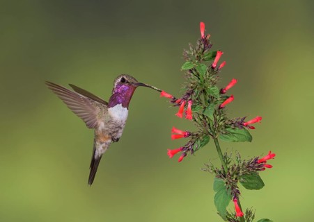 Lucifer Sheartail (Calothorax lucifer) male feeding on flower nectar, Texas, USA