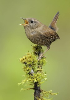 Pacific Wren (Troglodytes pacificus) singing, British Columbia, Canada