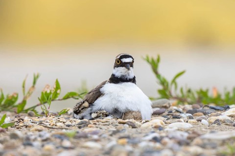 Little Ringed Plover (Charadrius dubius) hatching, North Rhine-Westphalia, Germany