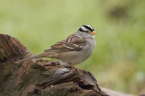 An adult White-crowned Sparrow (Zonotrichia leucophyrs) in winter habitat in Sacramento County