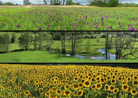 Collage, spotted orchid (Dactylorhiza maculata), Trubach valley, and sunflower field (Helianthus