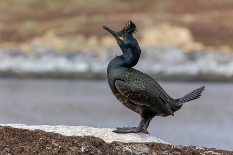 Cormorant (Phalacrocorax aristotelis), with bonnet, Hornoya, Varangerfjord, Norway
