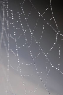 Cobweb web with dewdrops, macro photography, Germany