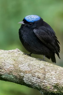 Blue-crowned Manakin (Lepidothrix coronata) perched on a branch in Panama