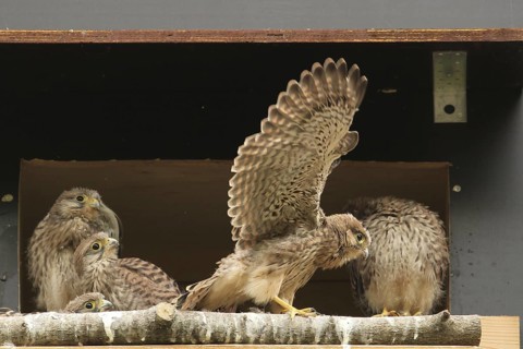 Common Kestrel (Falco tinnunculus) juvenile, Lower Saxony, Germany