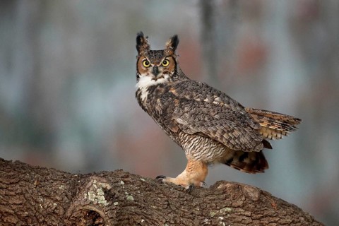 Great Horned Owl (Bubo virginianus), Florida, USA