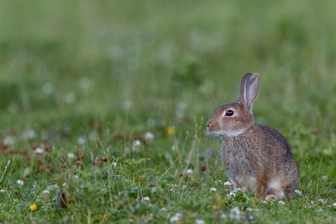 With increasing age, the young wild rabbit (Oryctolagus cuniculus) becomes more and more