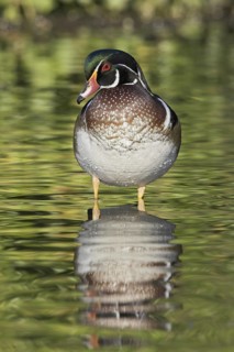Wood Duck (Aix sponsa) male, British Columbia, Canada