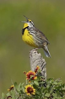 Eastern Meadowlark (Sturnella magna) singing, Texas, USA