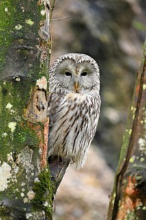 Ural owl (Strix uralensis), captive, Switzerland