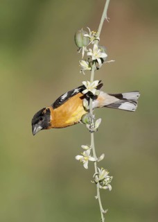 Black-headed Grosbeak (Pheucticus melanocephalus) male perched on a branch, Arizona, USA
