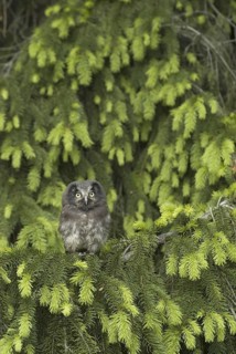 Boreal Owl (Aegolius funereus) juvenile, Saxony, Germany