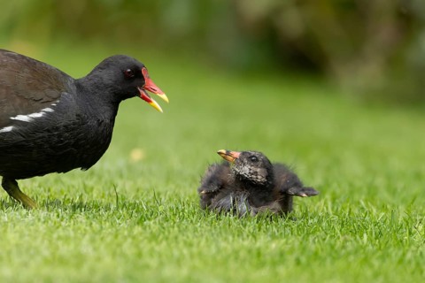 Moorhen (Gallinula chloropus) adult parent and juvenile baby birds on grass, England, United