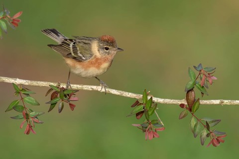 Bay-breasted Warbler (Setophaga castanea) female perched on a branch, Texas, USA