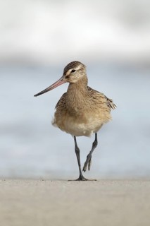 Pfuhlschnepfe; lat. Limosa lapponica; am Sandstrand vor der Brandung gehend; Nordseestrand; Düne