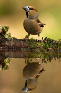 Hawfinch (Coccothraustes coccothraustes) female, Utrecht, Netherlands