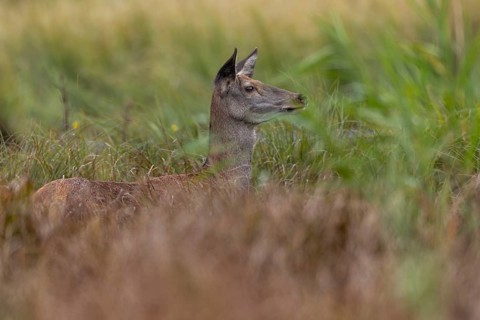 The red deer (Cervus elaphus) looks with interest at the reed belt opposite, mating season,