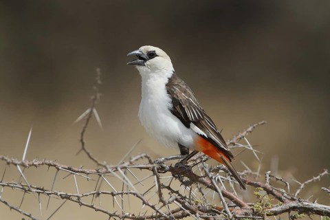 White-headed Buffalo Weaver, bubalornis albiroistris
