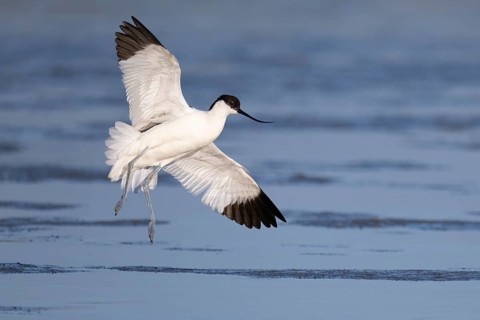 Avocet (Recurvirostra avosetta), Texel, Netherlands