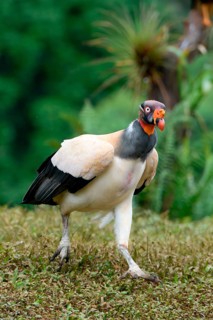 King vulture (Sarcoramphus papa) walking on grass, Costa Rica