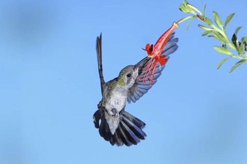 Broad-billed Hummingbird Cynanthus latirostris Amado, Arizona, United States 20 August Adult Female