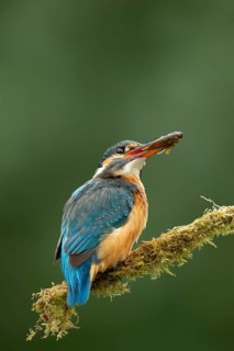 Common kingfisher (Alcedo atthis) adult female bird on a moss covered tree branch with a fish in