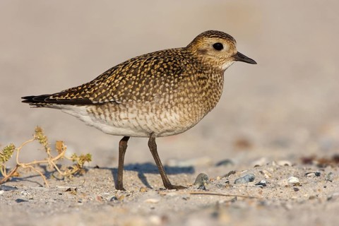 European Golden Plover (Pluvialis apricaria), Schleswig-Holstein, Germany