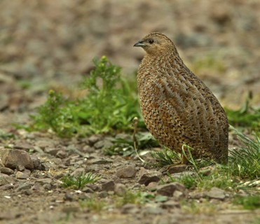 Brown Quail (Coturnix ypsilophora), Western Australia, Australia