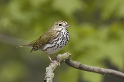 Ovenbird (Seiurus aurocapilla), Ontario, Canada