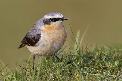 Northern Wheatear (Oenanthe oenanthe) male, Scotland, United Kingdom