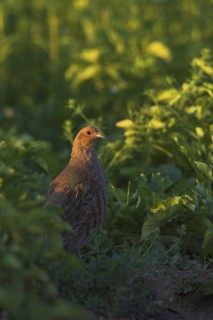 Grey Partridge (Perdix perdix), Rhineland-Palatinate, Germany
