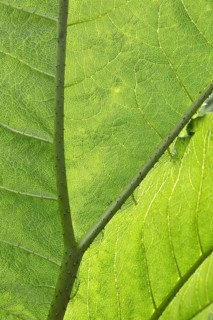 Macro image of a green leaf with clear veins and texture, illuminated by natural light
