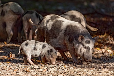 Pot-bellied pigs (Sus scrofa f. domestica), young animals, piglets, sniffing and digging in dry