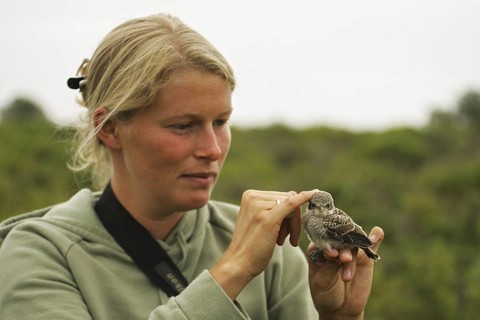 Woodchat Shrike (Lanius senator) juvenile in the hand of a woman, Valencia, Spain
