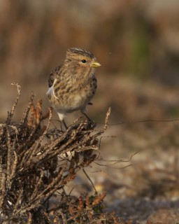 Twite (Linaria flavirostris), Schleswig-Holstein, Germany