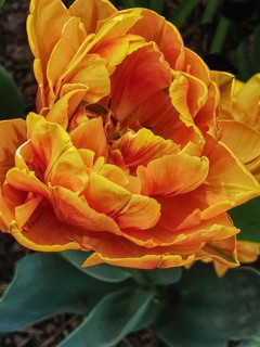 Orange flower of a tulip (Tulipa) with several layers of petals photographed in close-up, Siegen