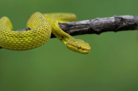 White-lipped pit viper (Trimeresurus albolabris), portrait, West Bengal, India