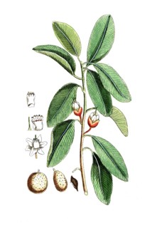 Achras sapota, Manilkara zapota, porridge apple tree, also sapote, chicozapote, nispero, digital