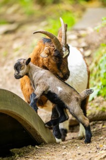 Close-up of domestic goat (Capra aegagrus hircus) mother with her kids, Bavaria, Germany