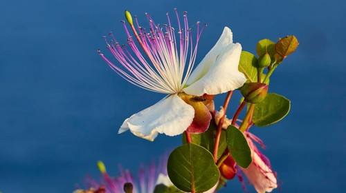 Caper flower (Flos capparis), white flower with pink stamens in front of a clear blue sky, morning