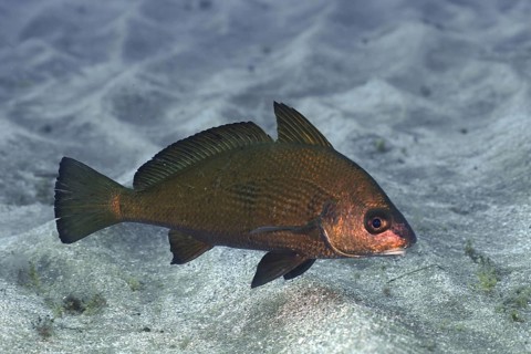 Umber fish (Umbrina canariensis)