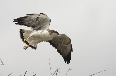 Variable Hawk (Geranoaetus polyosoma) flying, Guayas, Ecuador